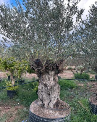 Piante di ulivo