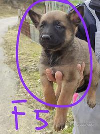 Pastore malinois