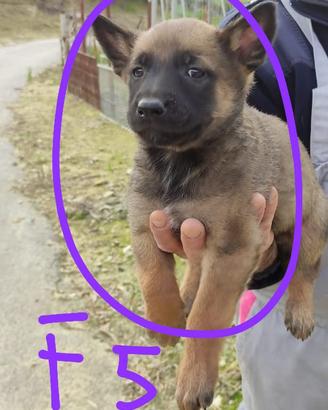 Pastore malinois