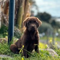 Labrador retriever chocolate