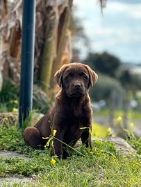 Labrador retriever chocolate