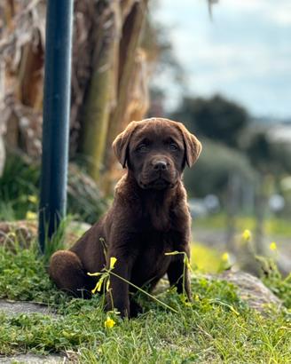 Labrador retriever chocolate
