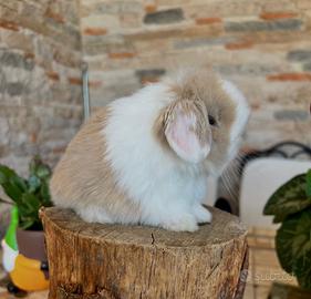 Ariete Nano Mini lop