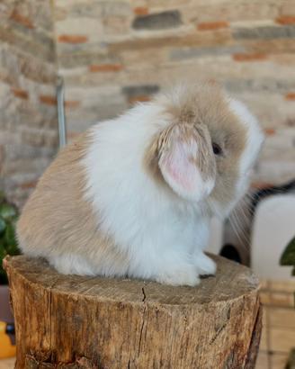 Ariete Nano Mini lop