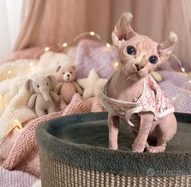Cucciola Sphynx elf