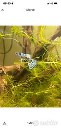 Guppy