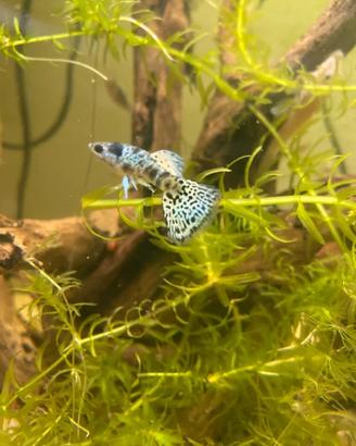 Guppy