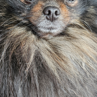 Spitz Tedesco toy (volpino di pomerania)