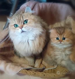 British shorthair
