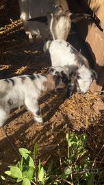 Capretto disponibile