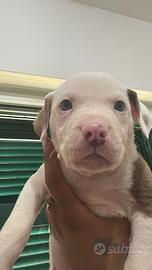 Cucciolo di Pitbull 2 mesi