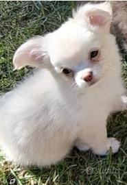 Cucciola a piccola taglia