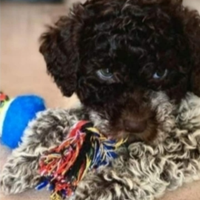 Cuccioli Lagotto romagnolo pedigree Roy Natale