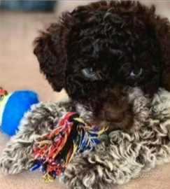 Cuccioli Lagotto romagnolo pedigree Roy Natale