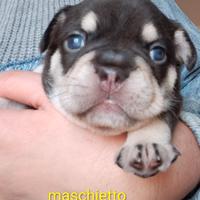 Cucciolo bulldog francese