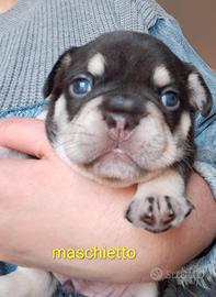 Cucciolo bulldog francese