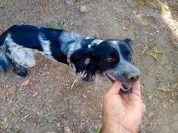 cane da tartufo 