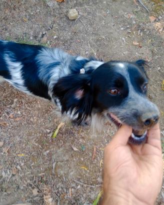 cane da tartufo 