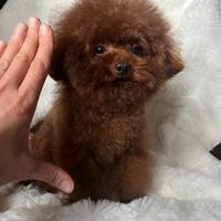 Accoppiamento con cane Teacup Poodle