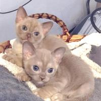 Gattini Burmesi Europei Chocolate Brown