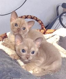 Gattini Burmesi Europei Chocolate Brown