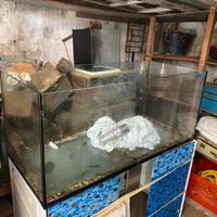 Acquario