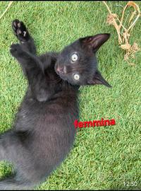 4 gattini adorabili