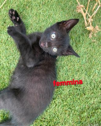 4 gattini adorabili