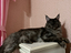 Immagine 4