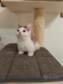 Munchkin standard femmina