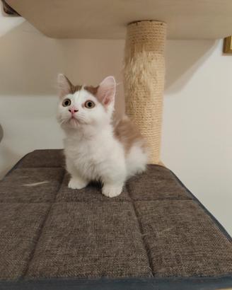 Munchkin standard femmina