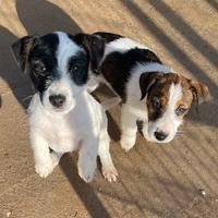 Jack rissell terrier cuccioli