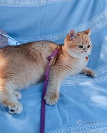 British shorthair