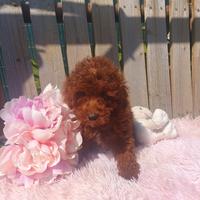 Barboncino Toy con pedigree enci