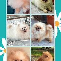 Spitz Pomerania SOLO ACCOPPIAMENTO