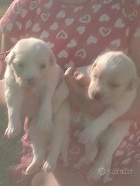 Cuccioli meraviglioso simil labrador