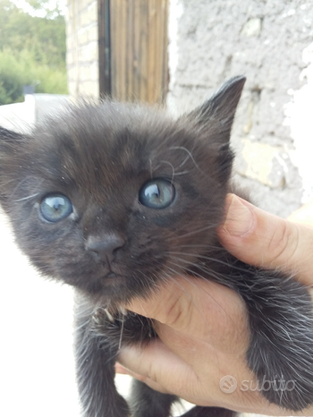 Gattino 1 mese norvegese occhi azzurri
 in vendita a Guidonia Montecelio