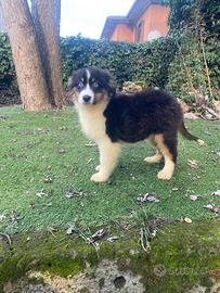 Cuccioli di pastore australiano