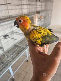conuro del sole allevato a mano 