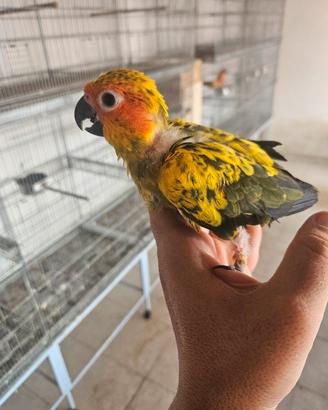 conuro del sole allevato a mano 