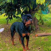 Cane per monta
