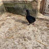 Tris di pulcini di ovaiole