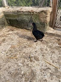 Tris di pulcini di ovaiole