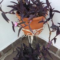 Setcreasea Purpurea Viola