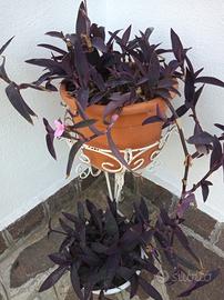 Setcreasea Purpurea Viola