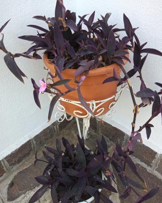 Setcreasea Purpurea Viola