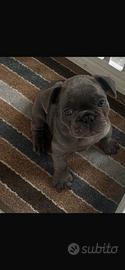 Bulldog francese