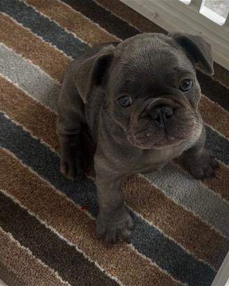 Bulldog francese