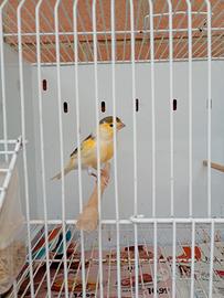 Canarino