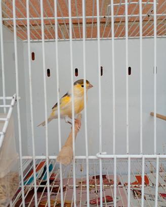 Canarino